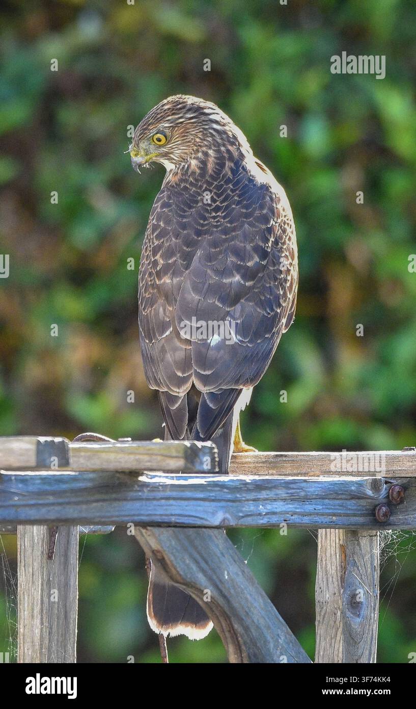 Jugendlicher Falke, der auf einem Holzgeländer sitzt, mit detailliertem Gefieder und einem sanft verschwommenen grünen Hintergrund. Stockfoto