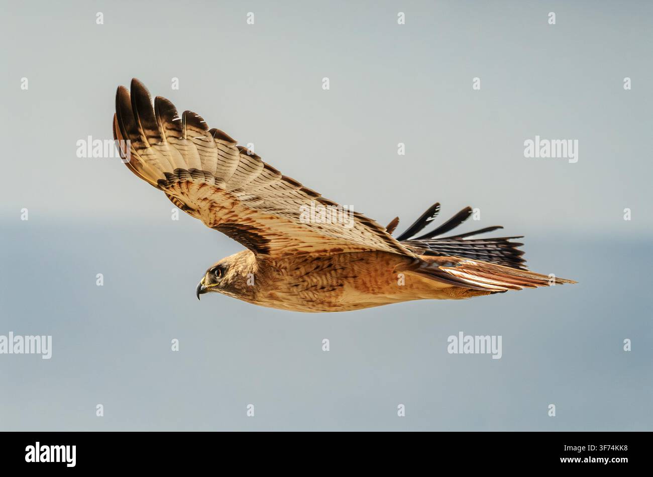 Rotschwanzbussard, Buteo jamaicensis, fliegt mit ausgebreiteten Flügeln vor einem klaren blauen Himmel. Stockfoto