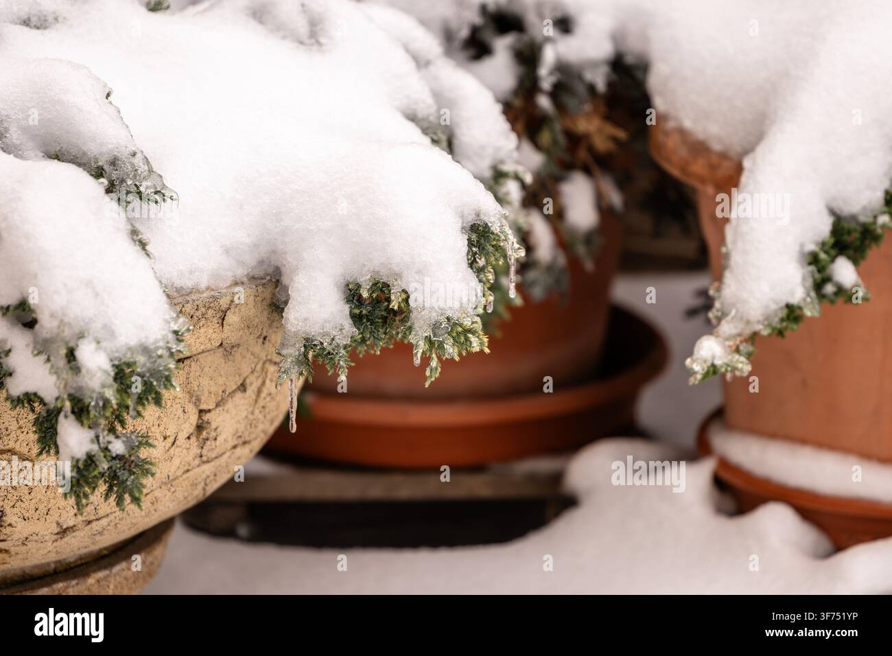 Schnee bedeckte Wacholderpflanzen in Terrakottatöpfen für die Wintergartendekoration im Freien, eisige Nadeln und weiße Frostschichten auf immergrünen Ästen im Inneren der Klasse Stockfoto