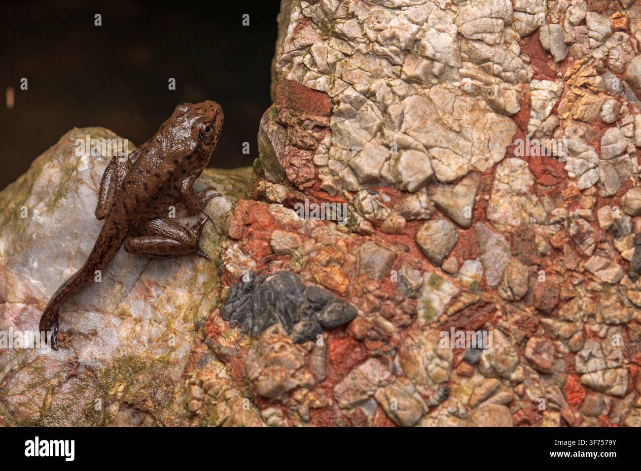 Waldgans, (Lithobates sylvaticus) oder Rana sylvatica, Kaulquappe, die sich in einen Frosch verwandelt, Maryland Stockfoto