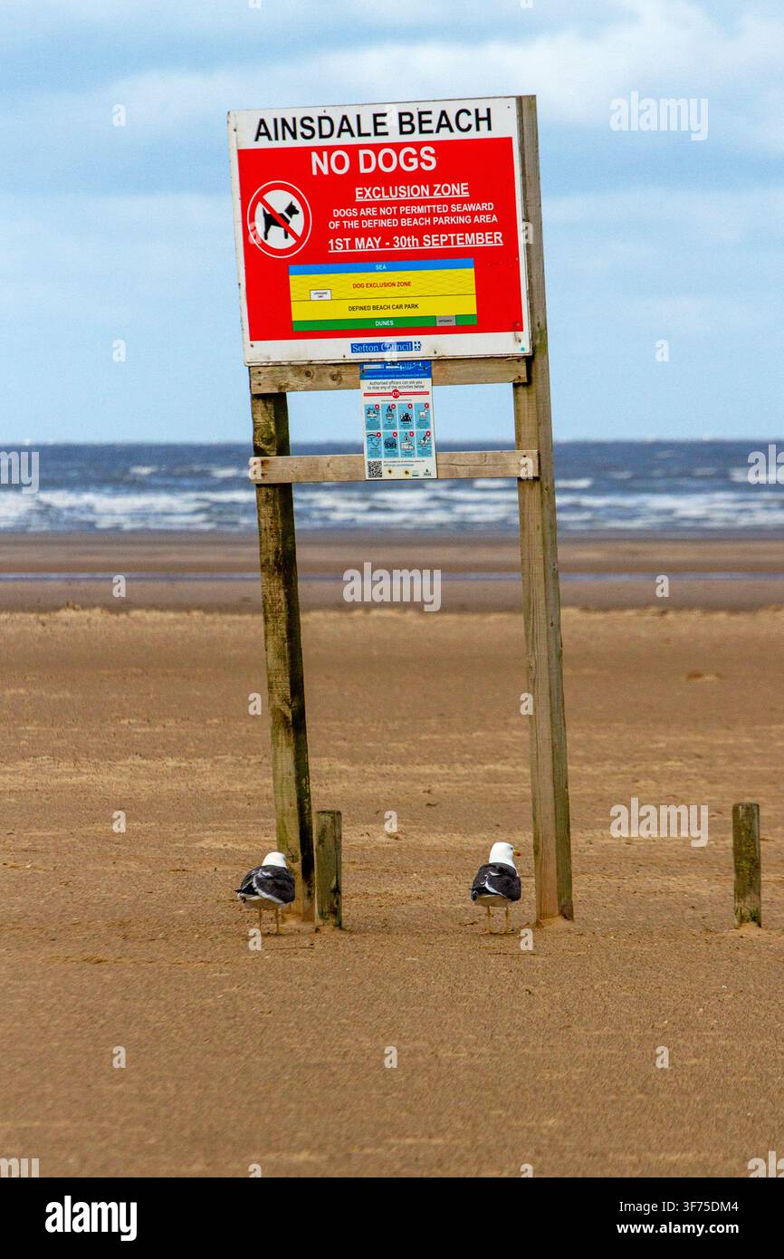 Zwei Möwen stehen unter einem hölzernen Strandschild, das vor einer "Hunde-Ausgrenzungszone" warnt, auf dem Sand am Ainsdale Beach. Southport, UK. Stockfoto