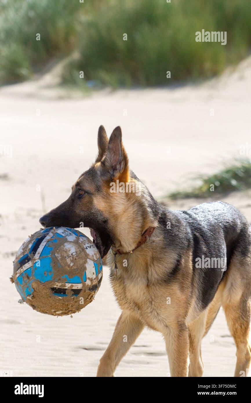 Ein Deutscher Schäferhund trägt einen sandig-blau-weißen Fußball in seinem Maul, während er in der Nähe von grasbewachsenen Dünen am Ainsdale Beach läuft. Southport, UK. Stockfoto