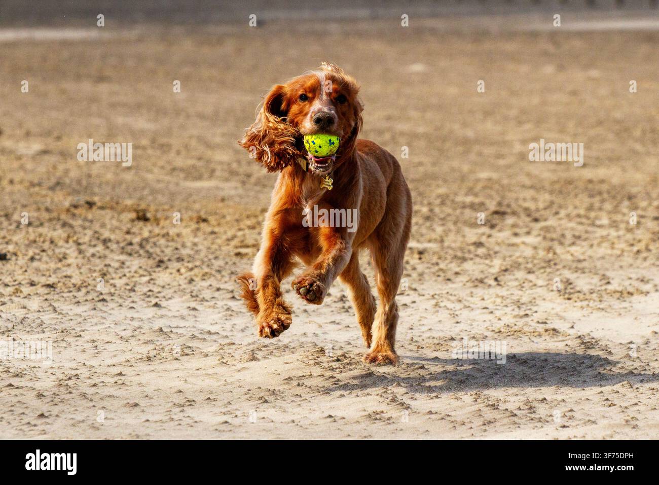 Ein Cocker Spaniel springt, um einen Ball in der Luft auf einem sandigen Strand zu fangen. Southport, UK. Stockfoto