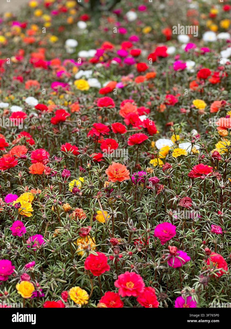 Lebendige mehrfarbige Portulaka-Blumen blühen in einem sonnigen Gartenbeet. Ein atemberaubender natürlicher Teppich aus hellen Moosrose-Blumen in Rot, Pink, Gelb - Smartphone-aufgenommenes Stockfoto