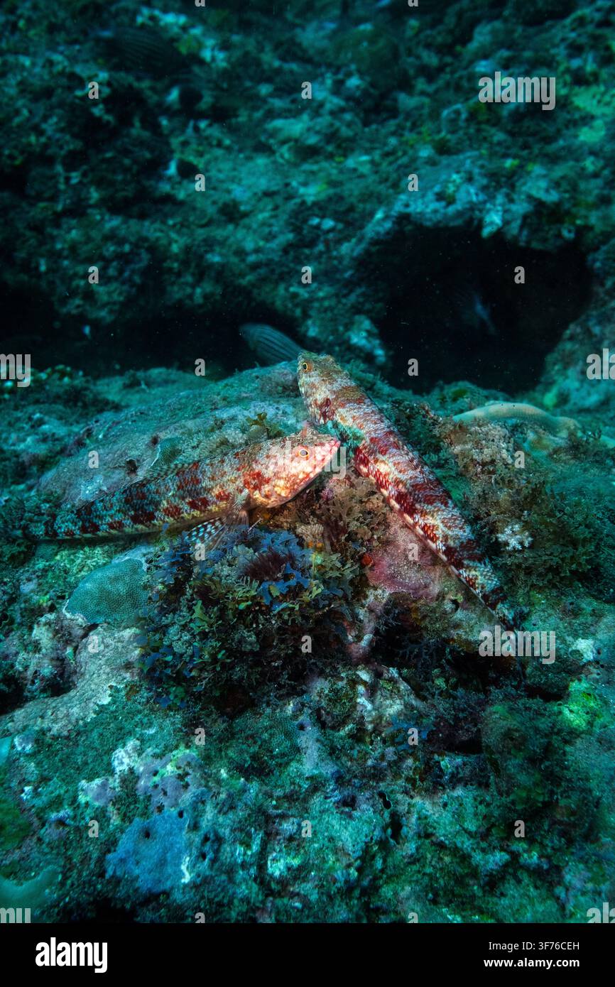 Nahaufnahme unter Wasser von zwei Lizardfischen aus der Familie Synodontidae, die zusammen auf einem felsigen Korallenriff im Indischen Ozean ruhen, Diani, Kwale County Stockfoto