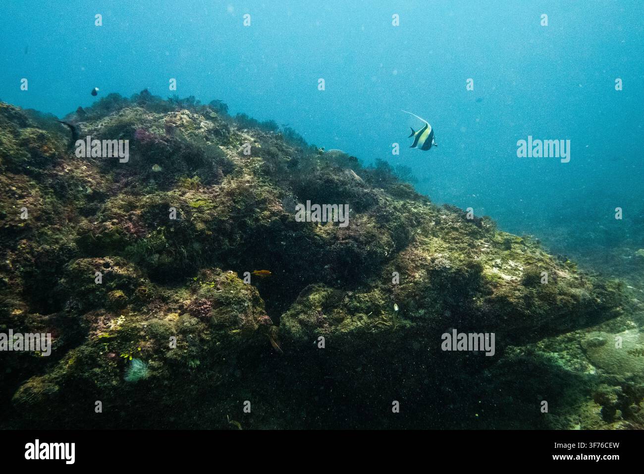 Unterwasseraufnahme eines Mohr-Idols (Zanclus cornutus, Familie Zanclidae), das über einem felsigen Korallenriff im Indischen Ozean vor Diani, Kwale County, schwimmt Stockfoto