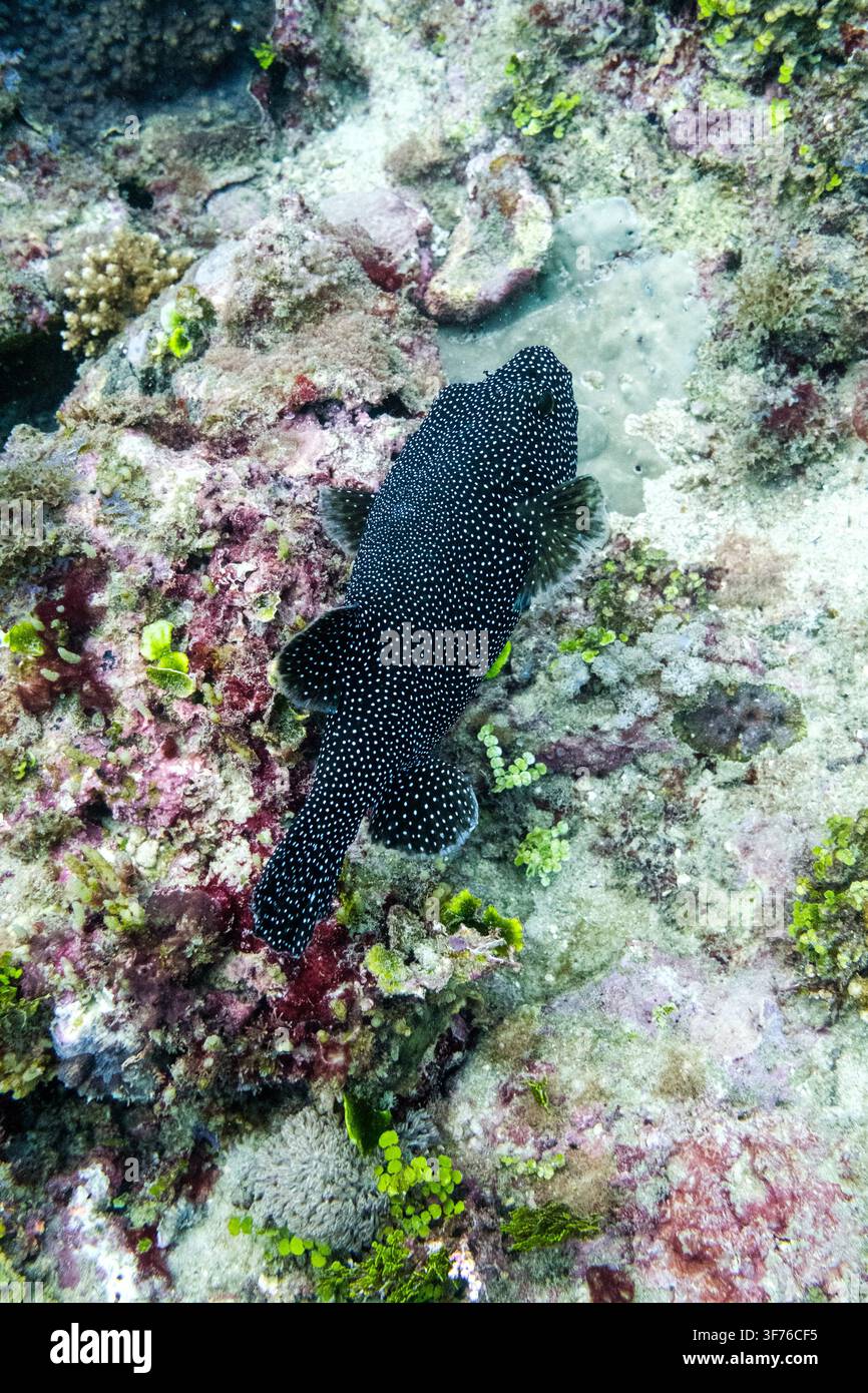 Unterwasseransicht eines weißgefleckten Zackenbarsches (Familie Serranidae), der über Korallen, Riffalgen und felsigem Untergrund vor Diani, Kwale County, Kenia, im Juni ruht Stockfoto