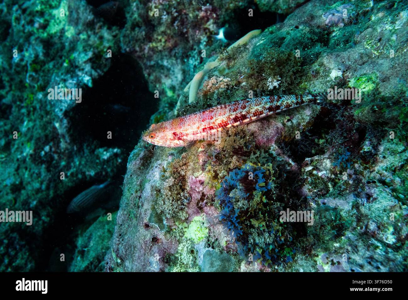 Nahaufnahme unter Wasser von zwei Lizardfischen aus der Familie Synodontidae, die zusammen auf einem felsigen Korallenriff im Indischen Ozean ruhen, Diani, Kwale County Stockfoto