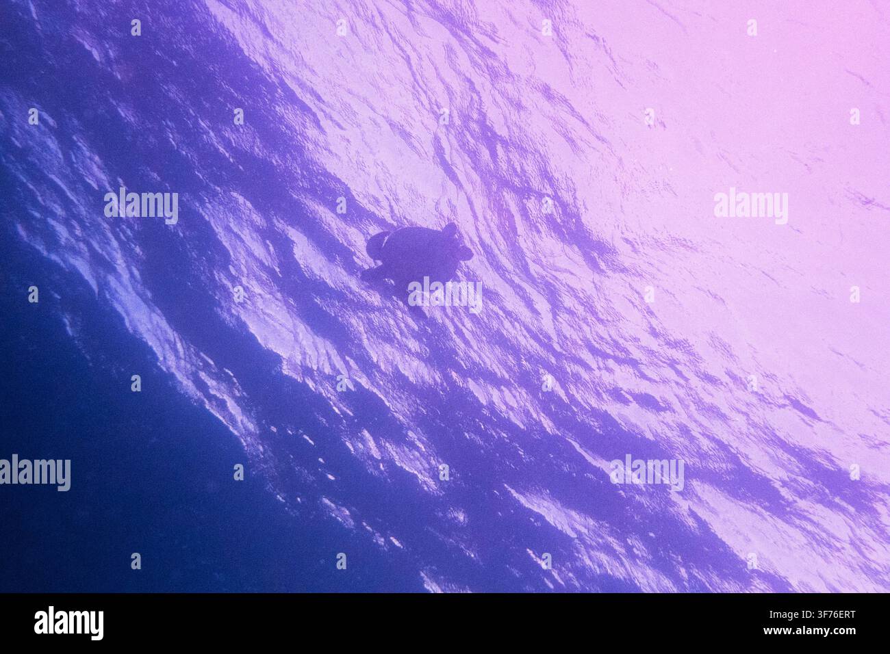 Silhouette einer Meeresschildkröte (Familie Cheloniidae, Ordnung Testudines) schwimmt unter der sonnenbeschienenen Oberfläche des Indischen Ozeans vor Diani, Kwale County, Ken Stockfoto
