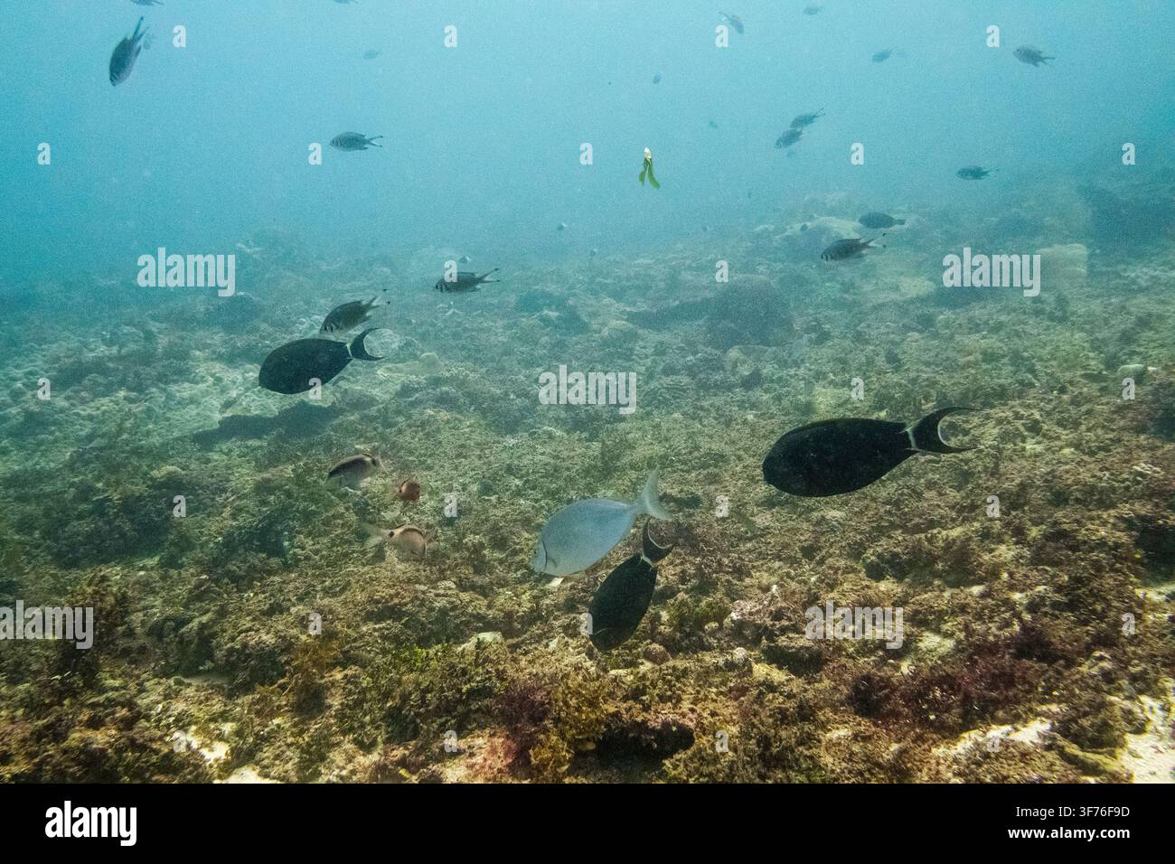 Unterwasseransicht von Korallenriff-Fischen (Klasse Actinopterygii), die über einem tropischen Riffhabitat im Indischen Ozean vor Diani, Kwale County, Kenia schwimmen, J Stockfoto
