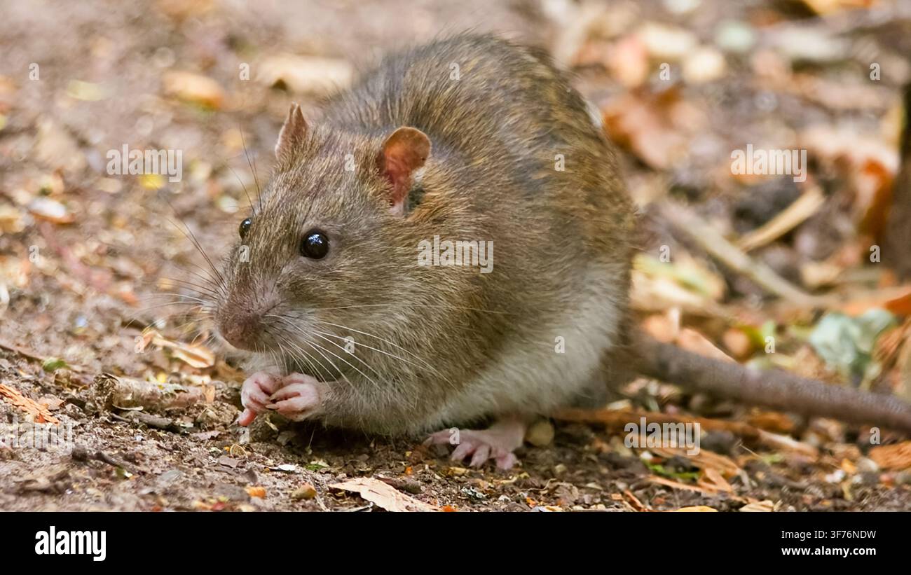 Wilde Ratte sucht in der Wildnis nach Nahrung Stockfoto