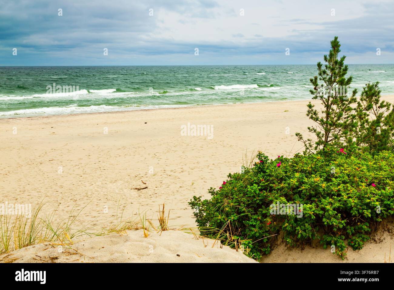 Die Ostseeküste. Blühende Hagebuttensträucher auf einer sandigen Düne. Hel, Hel Halbinsel, Pommern, Polen Stockfoto