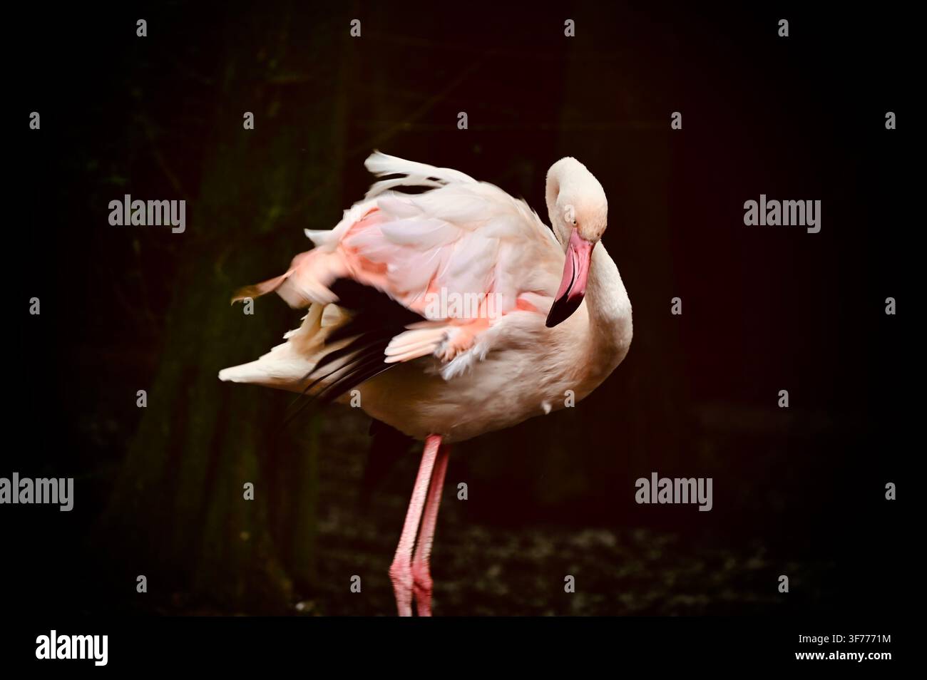 Ein horizontales Foto eines Rosafalken, der auf einem Bein in einer dunklen, stimmungsvollen Umgebung steht und seinen langen Hals anmutig krümmt, um sein weiches rosa und weißes Gefieder zu putzen und zu reinigen. Stockfoto