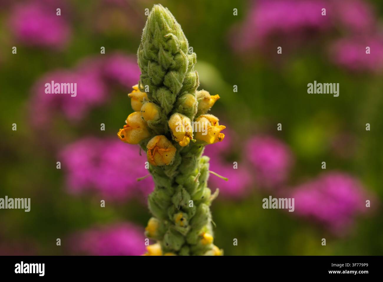 Großer Königsker / Gewöhnlicher Königsker Lateinischer Name: Verbascum thapsus Stockfoto