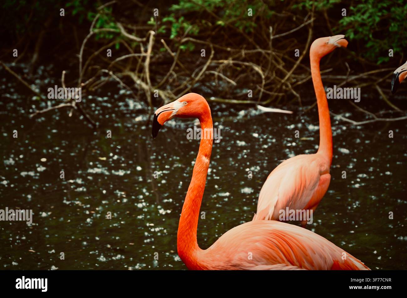 Ein horizontales Foto von amerikanischen Flamingos mit lebhaftem rötlich-rosa Gefieder und gebogenen Schnäbeln, die in einer dunklen, natürlichen Wasserumgebung mit verschlungenen Ästen im Hintergrund stehen. Stockfoto