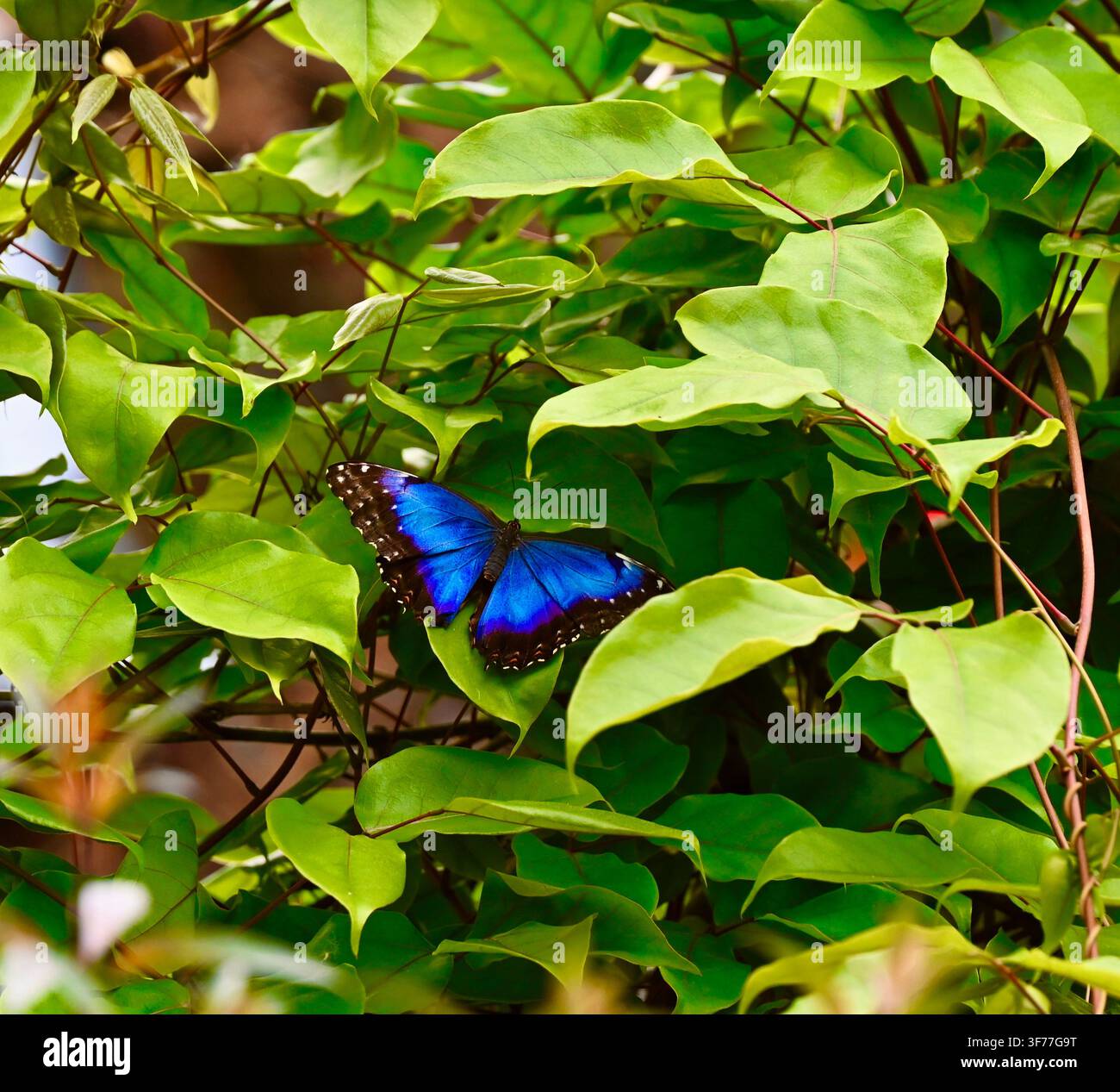 Ein horizontaler Foto eines atemberaubenden Blauen Morphofalter mit brillanten, schillernden blauen Flügeln, der zwischen üppigem, lebendigem grünem Laub und Blättern in einer natürlichen Umgebung ruht. Stockfoto