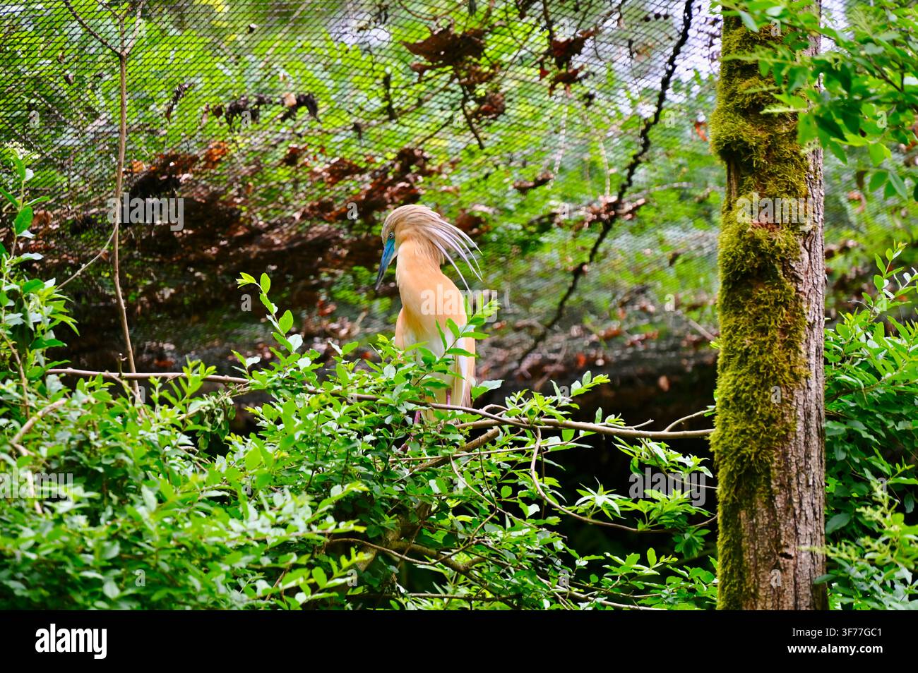 Ein horizontaler Foto eines Squacco-Habichts mit bufffarbenem Gefieder und einer Haube, teilweise versteckt zwischen dichten grünen Büschen, Blättern und einem moosbewachsenen Baumstamm in einer natürlichen Sumpfwiese oder Waldumgebung. Stockfoto