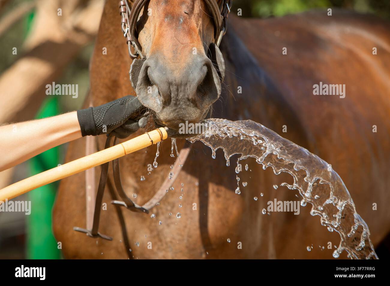 horizontale Nahaufnahme eines Pferdes, das Wasser aus einem Schlauch trinkt. Das Thema Tierwohl, Pferdesport und Veterinärmedizin Stockfoto