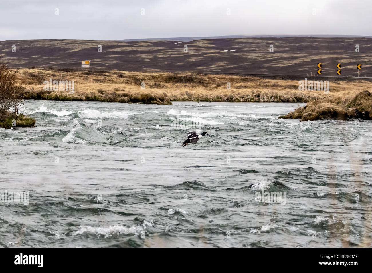 Männlicher Eiderente Bucephala islandica fliegt tief über die stürzenden Stromschnellen des Laxá-Flusses in der Nähe von Myvatn, Nordostregion Island Stockfoto