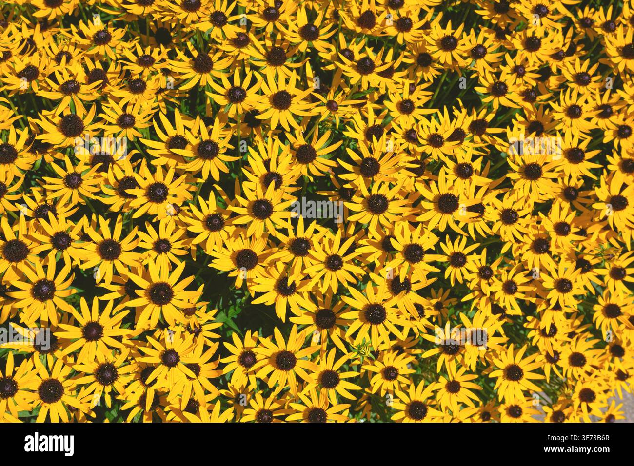 Helle gelbe Blüten von Rudbeckia fulgida, Little Goldstar Stockfoto
