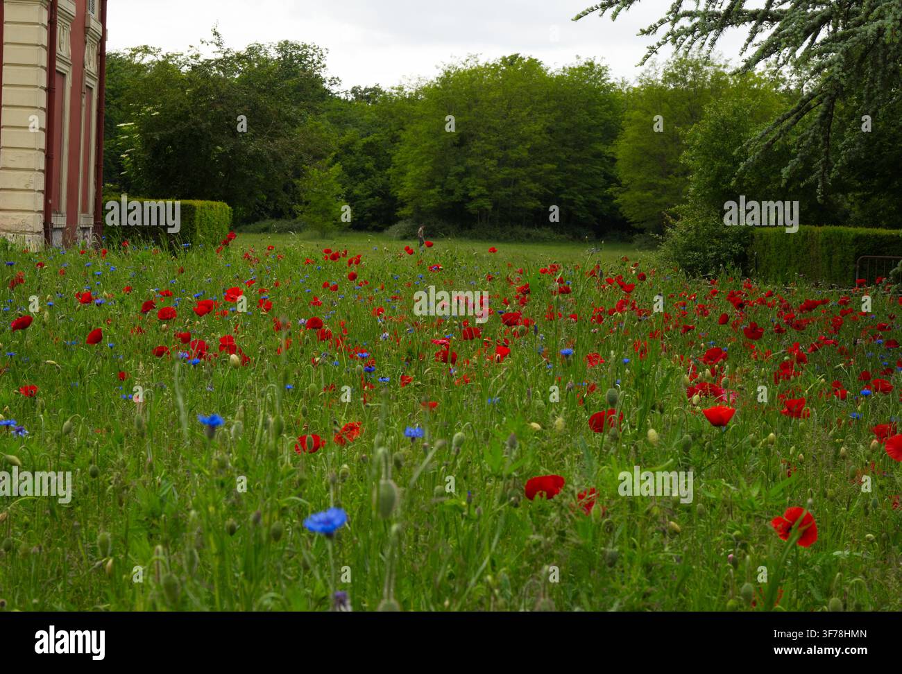Blühendes Feld mit roten Mohnblumen und blauen Kornblumen auf einer Sommerwiese. Stockfoto