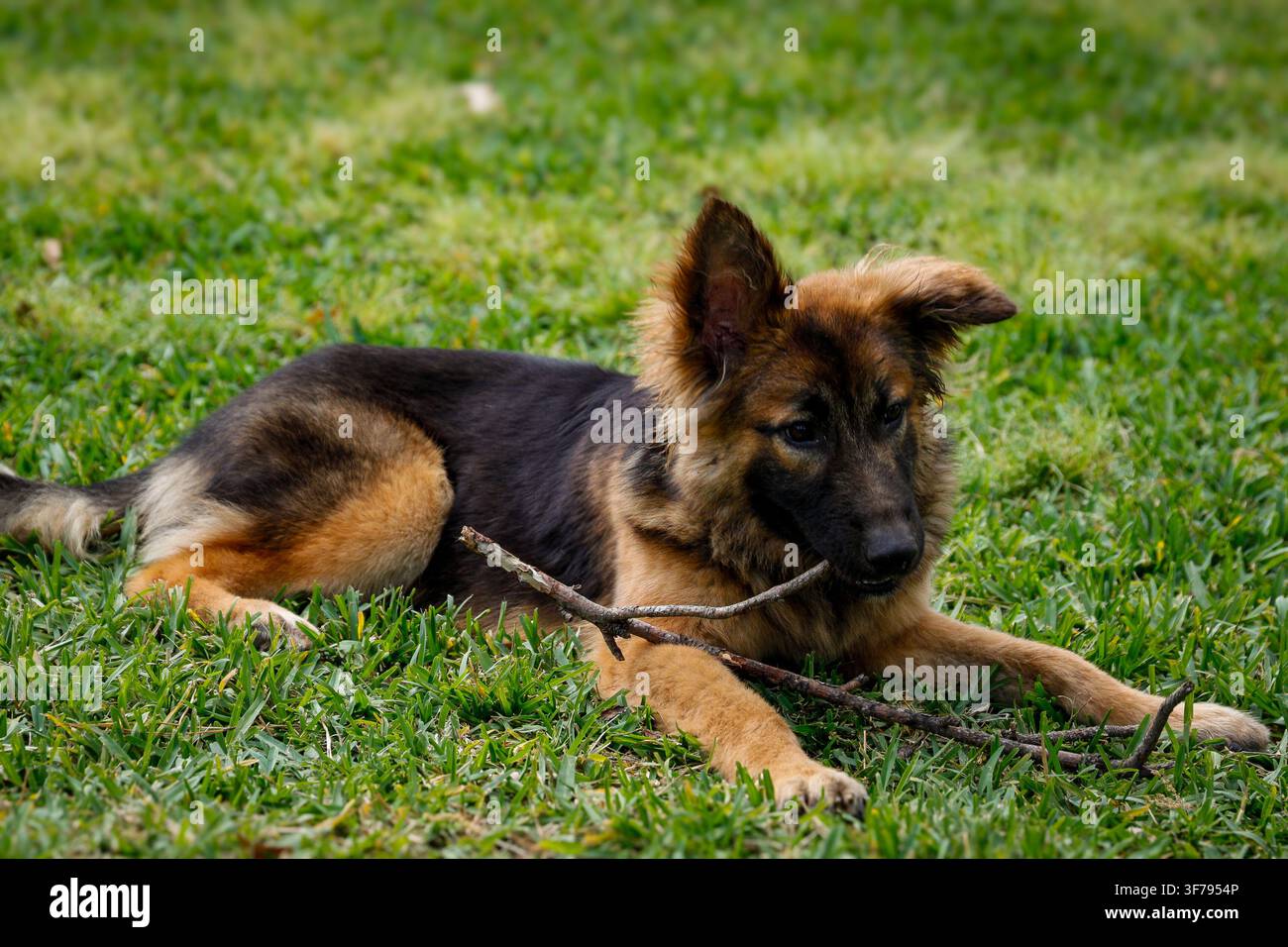 Deutscher Schäferhund-Welpe spielt im Hinterhof Stockfoto