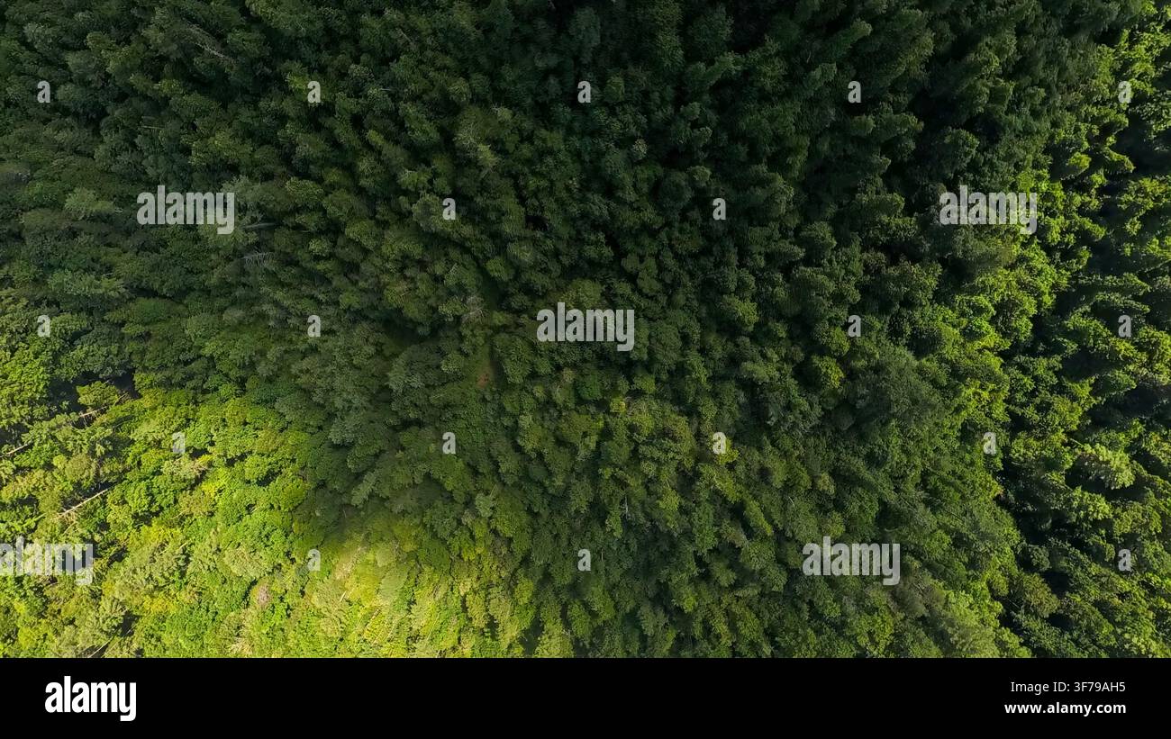Nature Aerials: Top-Down-Vogelperspektive einer Drohnenaufnahme des dichten immergrünen und Laubwald-Dachwerks in den Appalachen Stockfoto