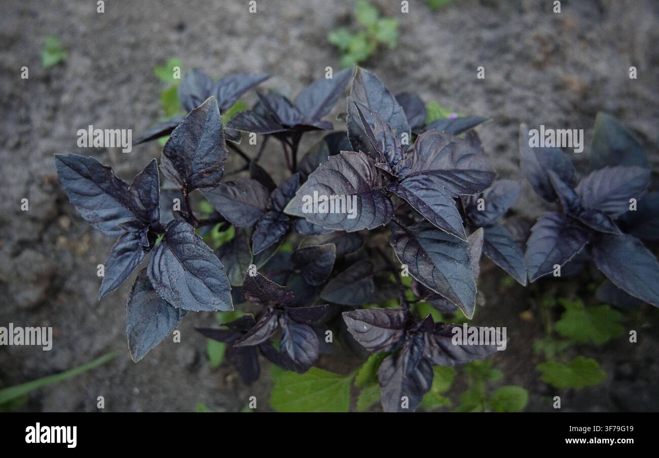Lila Basilikumpflanzen, die in Gartenerde wachsen, Nahaufnahme von frischen aromatischen Kräutern. Stockfoto