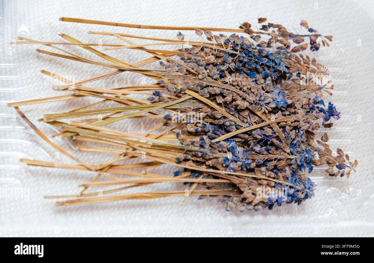 Bündel getrockneter Lavendelfloren mit Stängeln, die auf einem hellen Hintergrund liegen. Natürliche trockene Kräuter für Aromatherapie, DIY-Handwerk, Kräutertee, Duftbeutel und Wohndeko-Konzept. Stockfoto