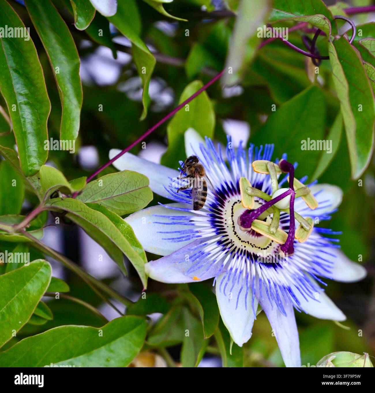 Ein Foto, das eine Honigbiene zeigt, die Nektar und Pollen auf einer lebendigen blauen und weißen Passionsblume (Passiflora) sammelt, umgeben von üppigen grünen Blättern. Stockfoto