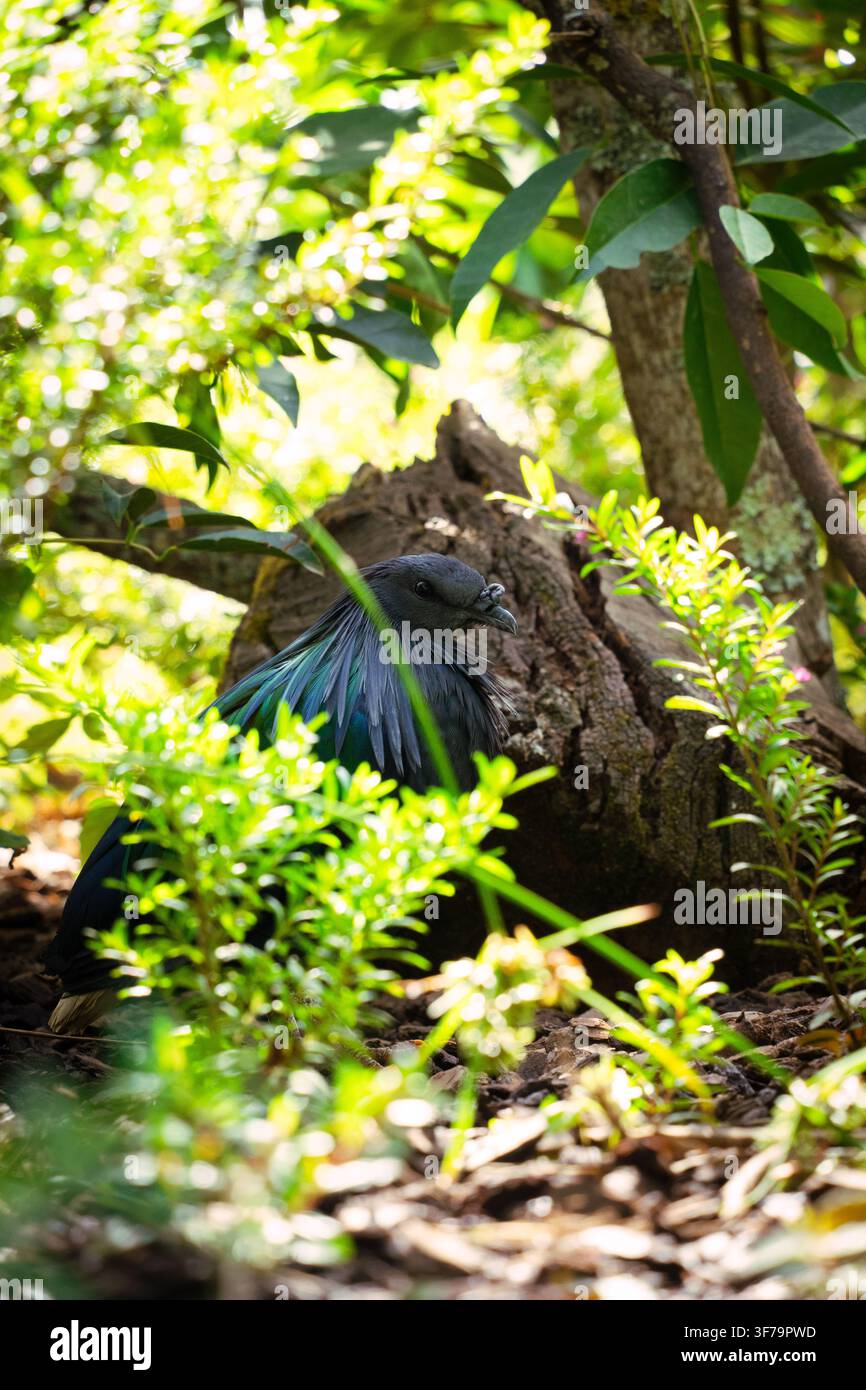 Nicobar-Taube, die auf dem Waldboden steht, umgeben von lebendigen grünen Pflanzen und Baumstämmen Stockfoto