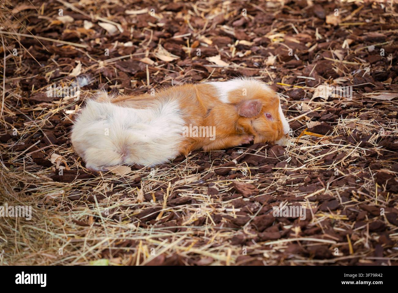Meerschweinchen ruht auf einem Bodenbelag aus Holzspänen und trockener Stroh Stockfoto