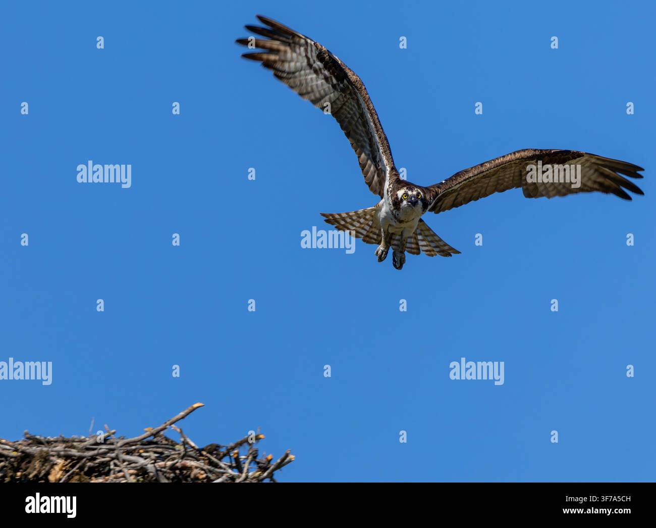 Fischadler (Pandion haliaetus) fliegt mit vollständig ausgebreiteten Flügeln aus seinem Nest vor einem klaren blauen Himmel. Stockfoto