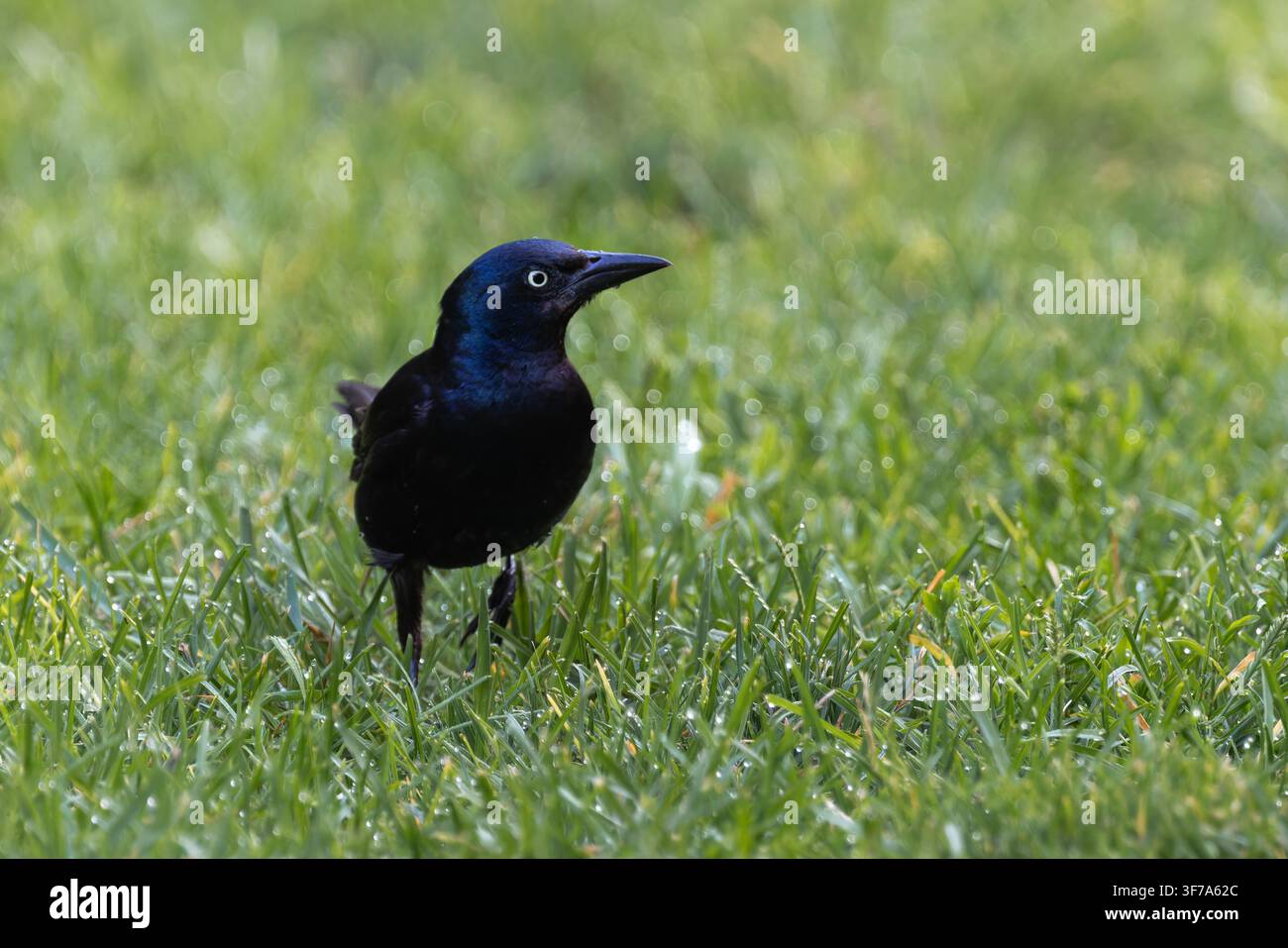 Gewöhnlicher Schwarzdrongo (Quiscalus quiscula) mit schillernden schwarzen Federn, der im grünen Gras im Brooklyn Bridge Park, NYC, steht. Stockfoto