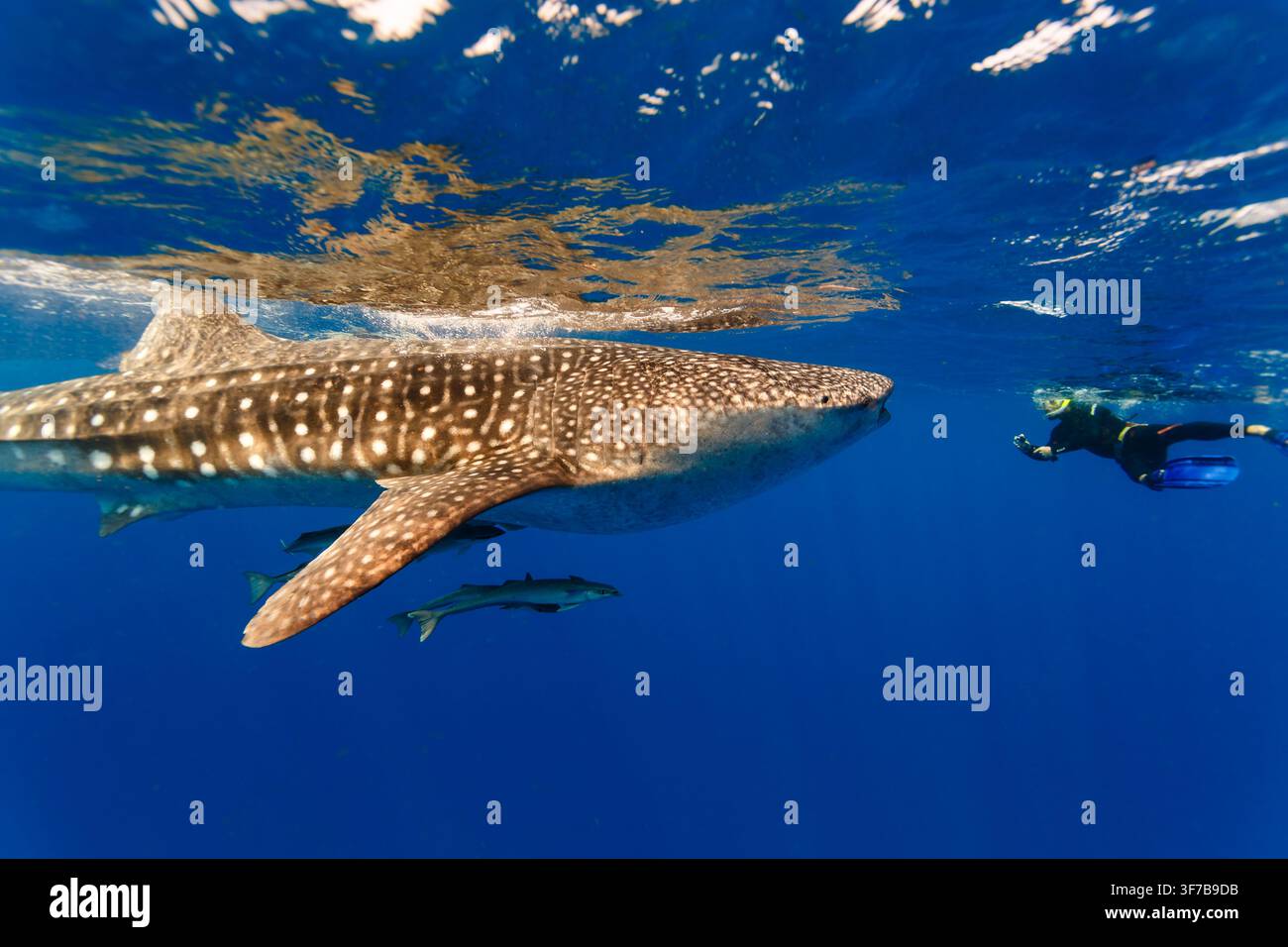BELIZE, BELIZE – 26. OKTOBER: Ein Schnorchler schwimmt am 26. Oktober neben einem Walhai und seinen Schiffshäuschen in den klaren blauen Gewässern vor der Küste von Belize. Stockfoto