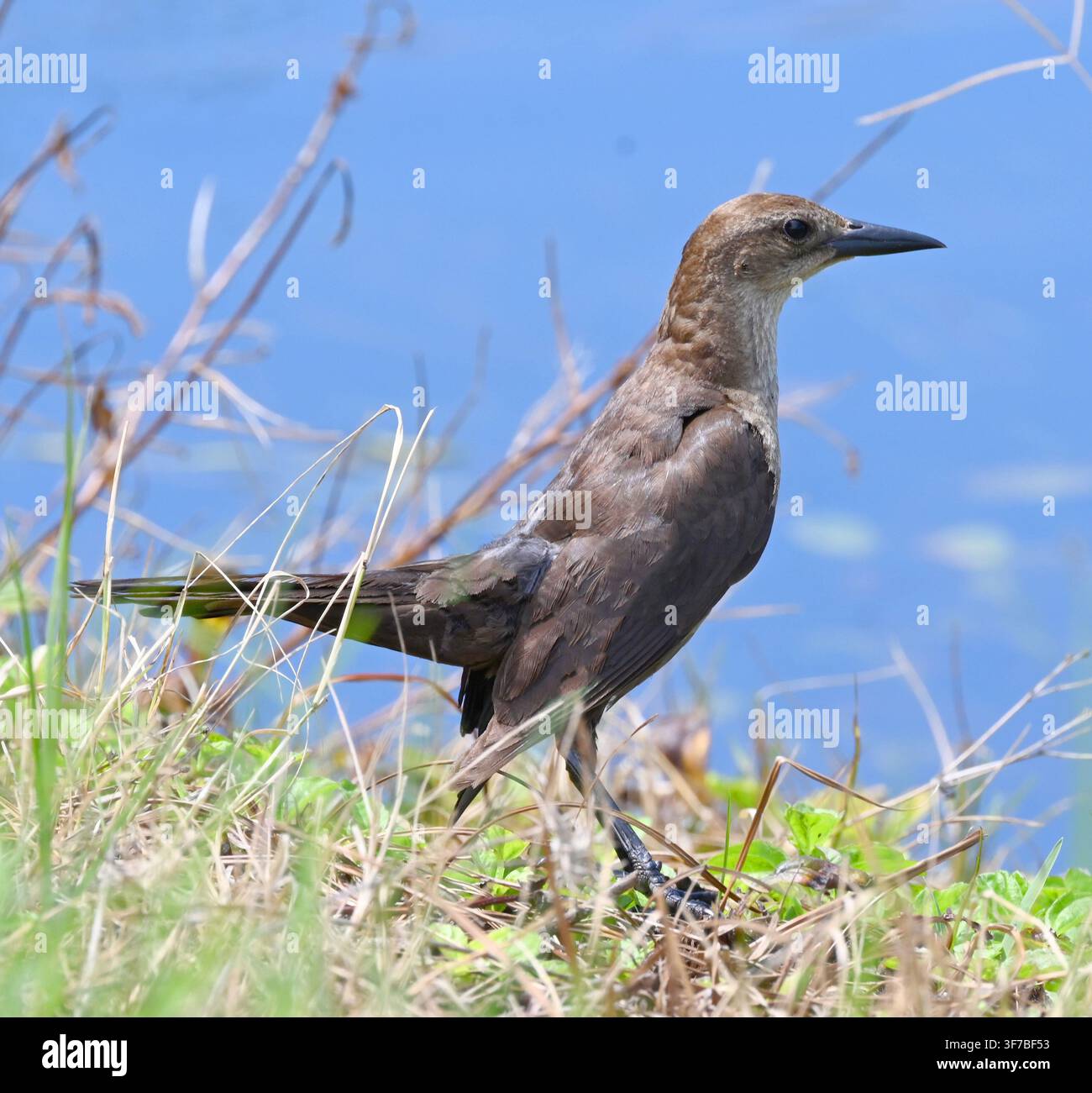 Weibchen der Bootsschwanz-Dohle (Quiscalus major) ist ein häufiges Mitglied der Blackbird-Familie Icteridae. Sie ist häufig im Süden der USA und an der Ostküste wi Stockfoto