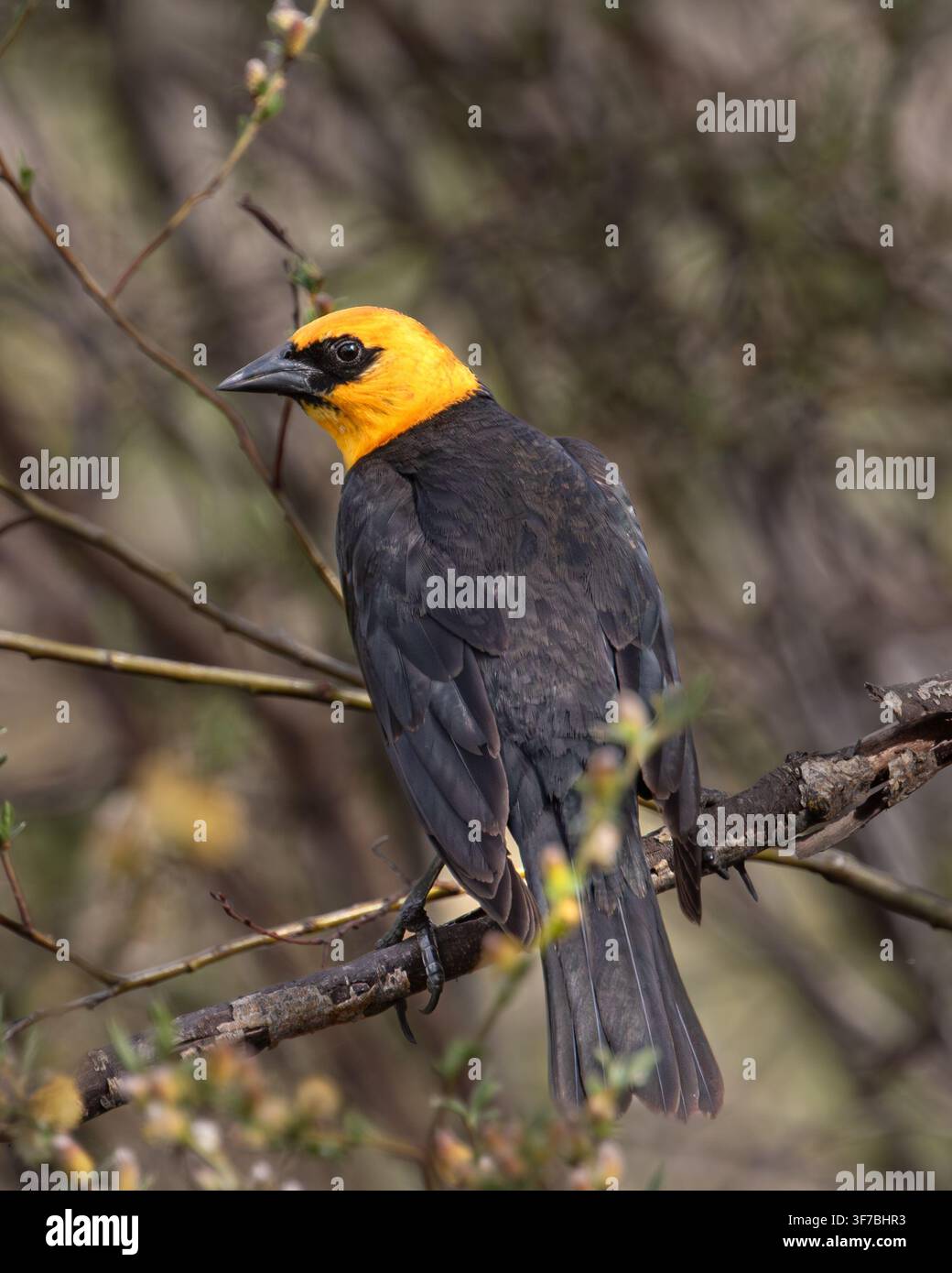 Männlicher Gelbkopf-Schwarzmilan (Xanthocephalus xanthocephalus) sitzt zwischen Feuchtwaldsträuchern im Klamath Basin, Kalifornien. Stockfoto