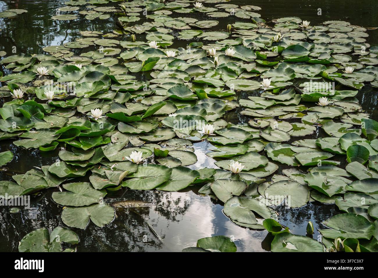 Nahaufnahme von weißen Seerosen und sich überlappenden Seerosenblättern, die einen ruhigen Sommerteich bedecken, mit Nymphaea-alba-Blättern, Knospen, Reflexionen und dunklem Süßwasser Stockfoto