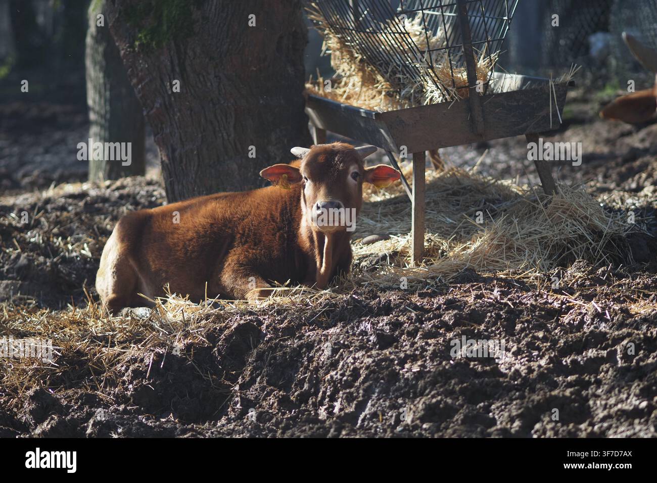 Braunes Kalb ruht in der Nähe von Heu auf dem Bauernhof bei Tageslicht Stockfoto