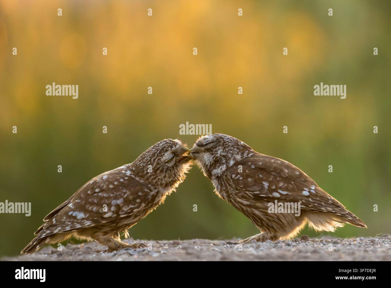 Paar Eulen, die Nahrung vom Männchen an das Weibchen weitergeben, Athene noctua, Bulgarien Stockfoto