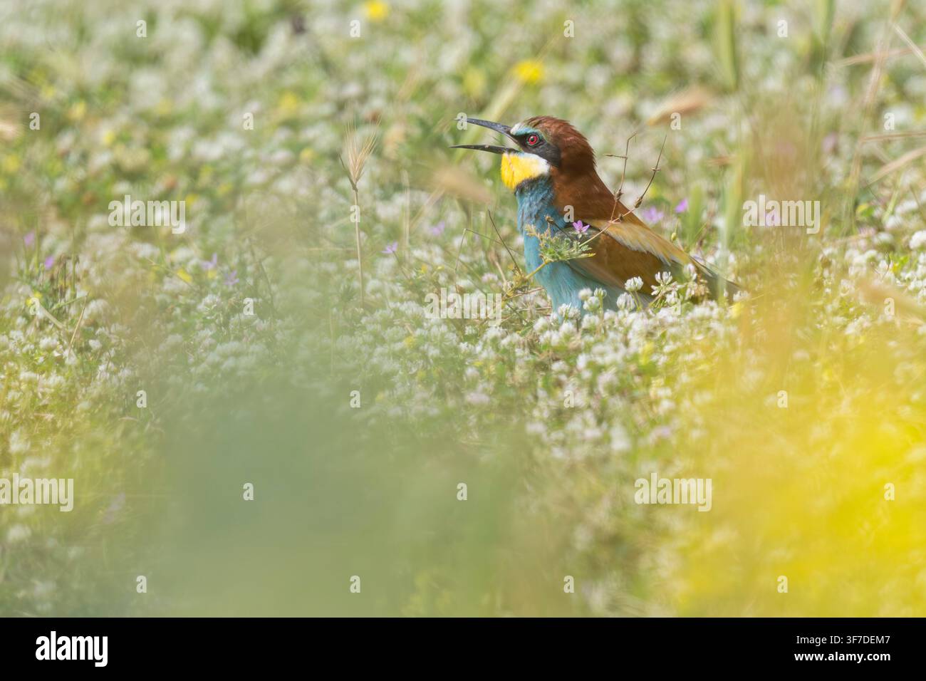 Europäischer Bienenfresser, Merops apiaster, ruft, während er an seinem Nestloch im Boden sitzt, Bulgarien Stockfoto