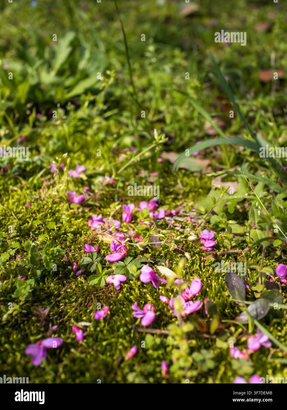 Eine wunderschöne Makroaufnahme, die winzige, zarte rosa gefallene Blüten einfängt, die auf einem üppigen, lebendigen grünen moosigen Boden unter warmem, natürlichem Sonnenlicht verstreut sind Stockfoto