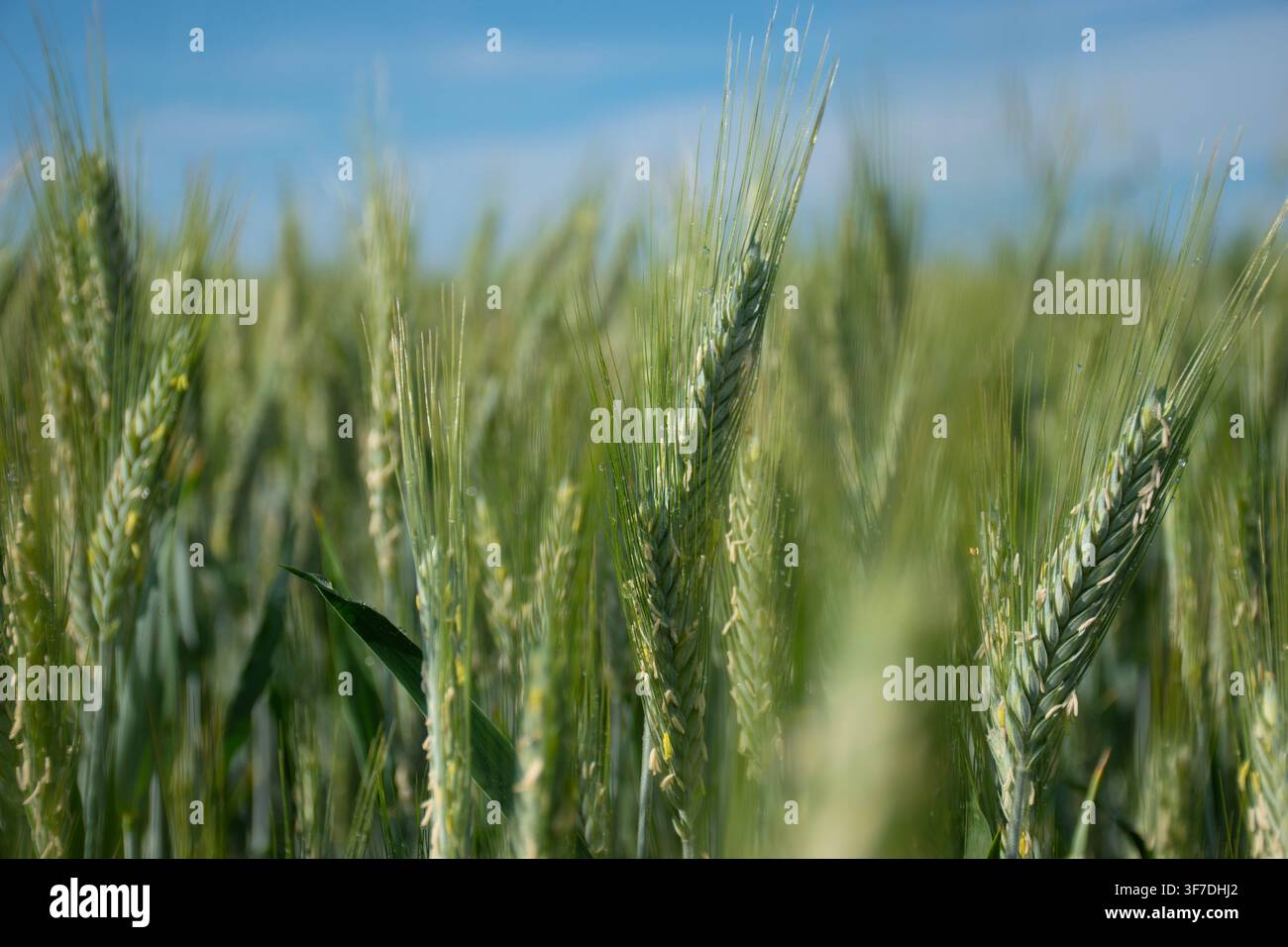 Nahaufnahme von jungen grünen Getreidepflanzen, die an einem sonnigen Frühlingstag auf einem landwirtschaftlichen Feld wachsen, mit blauem Himmel und sanft verschwommenem Hintergrund Stockfoto