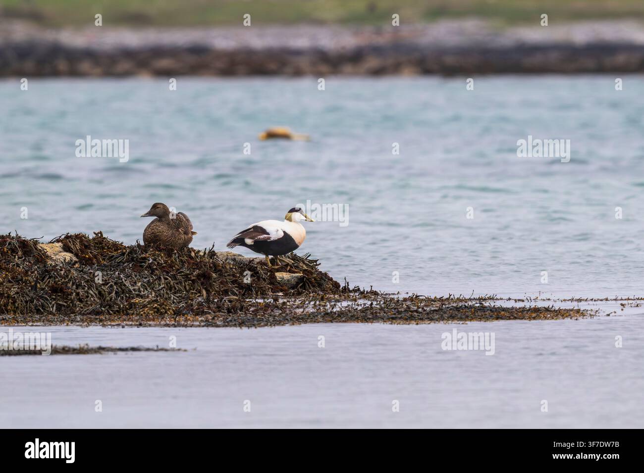 Paar Eiderenten im Naturschutzgebiet Balranald, North Uist, Outer Hebrides, Schottland Stockfoto