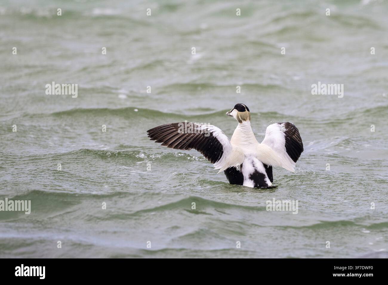 Männliche Eiderente, North Uist, Äußere Hebriden, Schottland Stockfoto