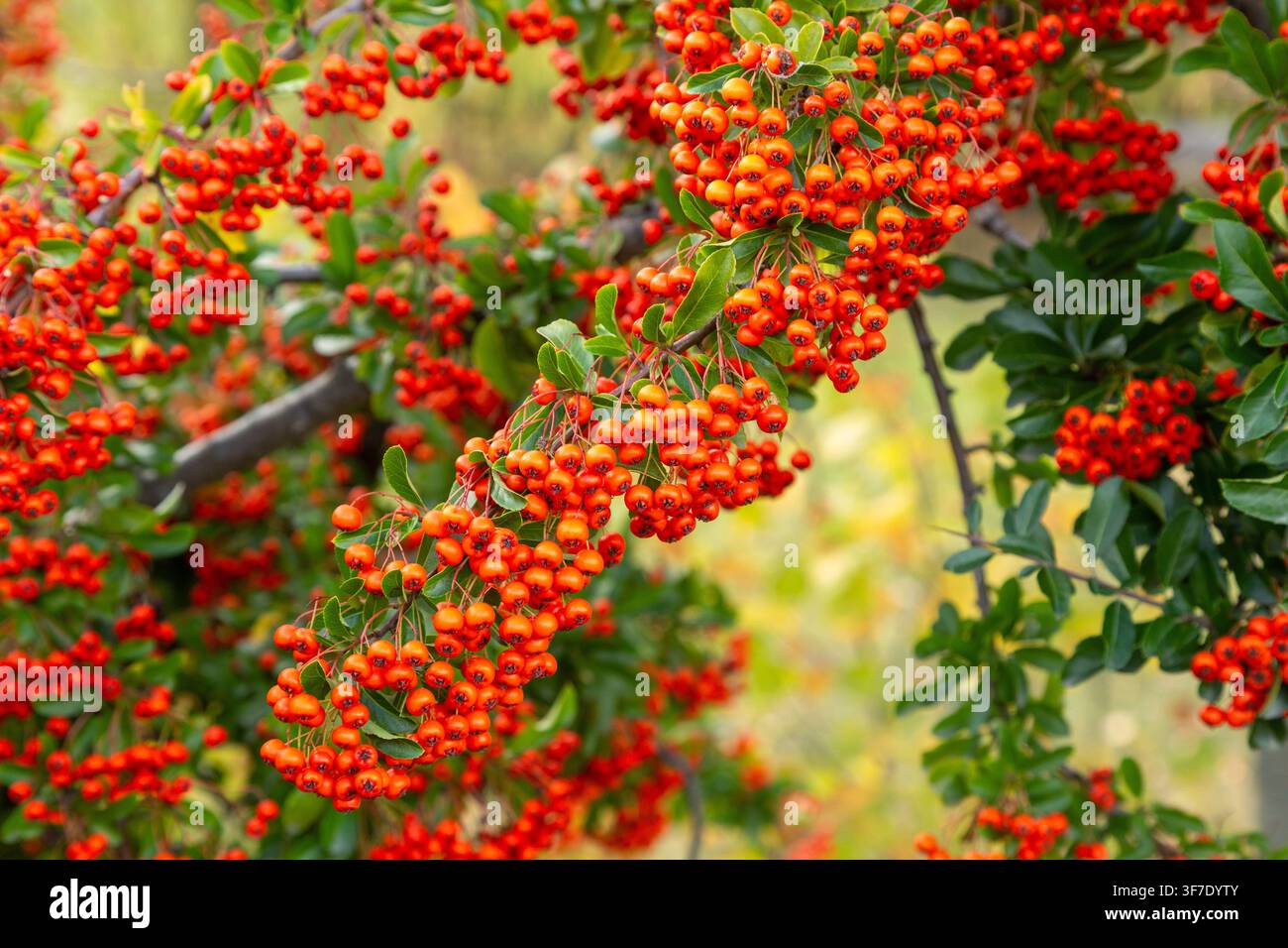 Nahaufnahme von Pyracantha (allgemein bekannt als Feuerdorn), ein immergrüner, dorniger Strauch, beladen mit dichten Büscheln von leuchtend rot-orangefarbenen Beeren Stockfoto