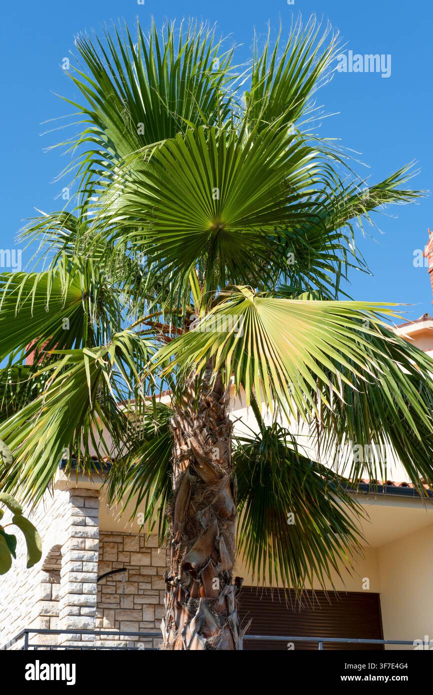 Schöner Palmenbaum mit großen Ästen. Stockfoto