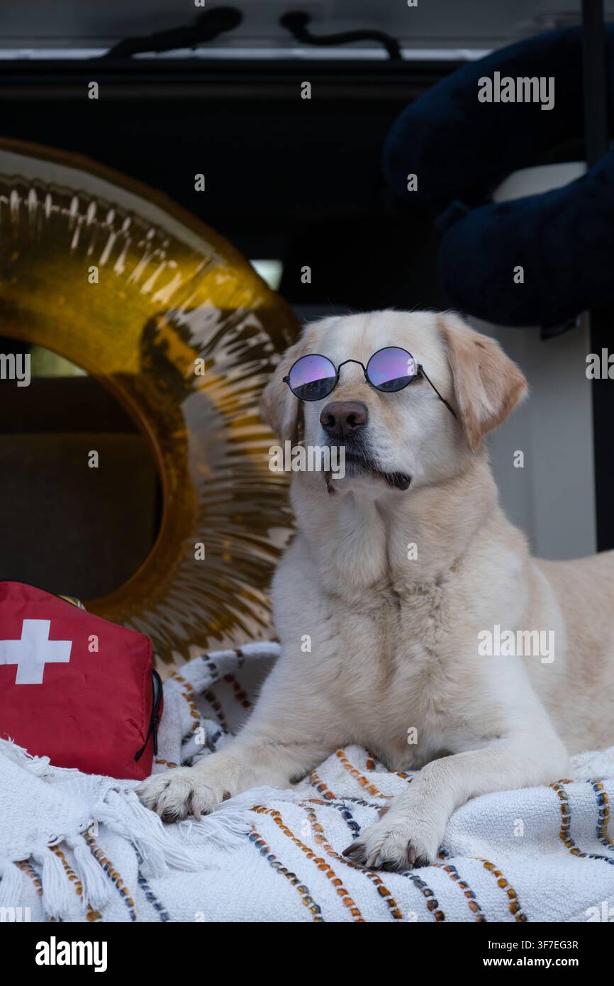 Stylischer Hund trägt Sonnenbrille und entspannt sich mit Reiseutensilien vor einem Sommer-Roadtrip. Lifestyle-Konzept, das Luxus-Pet-Reisen veranschaulicht, Haustier- Stockfoto