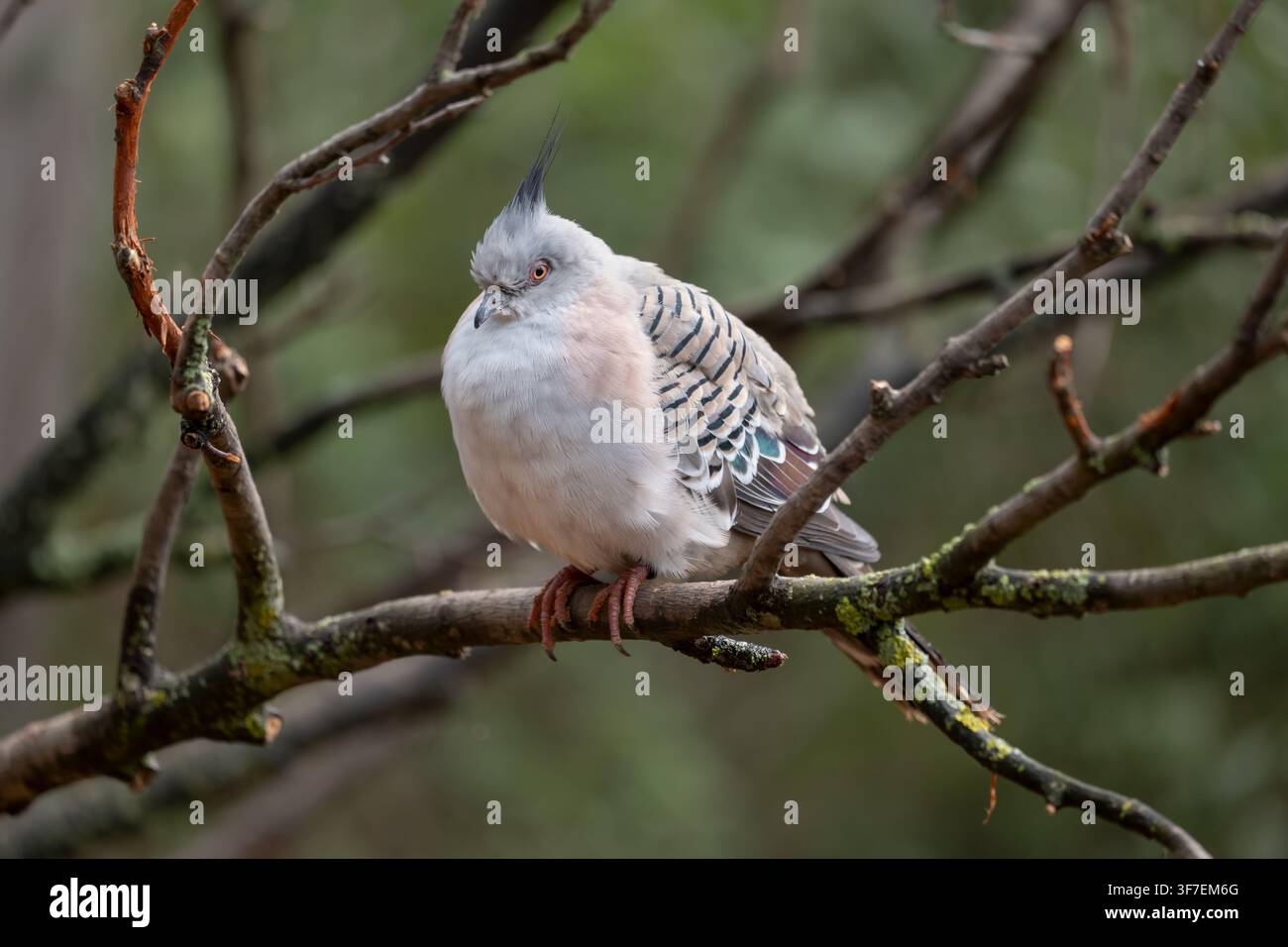Die Haubentaube (Ocyphaps lophotes) auf einem Ast, Vogel aus der Familie der Tauben (Columbidae), Heimatregion: Australien. Stockfoto
