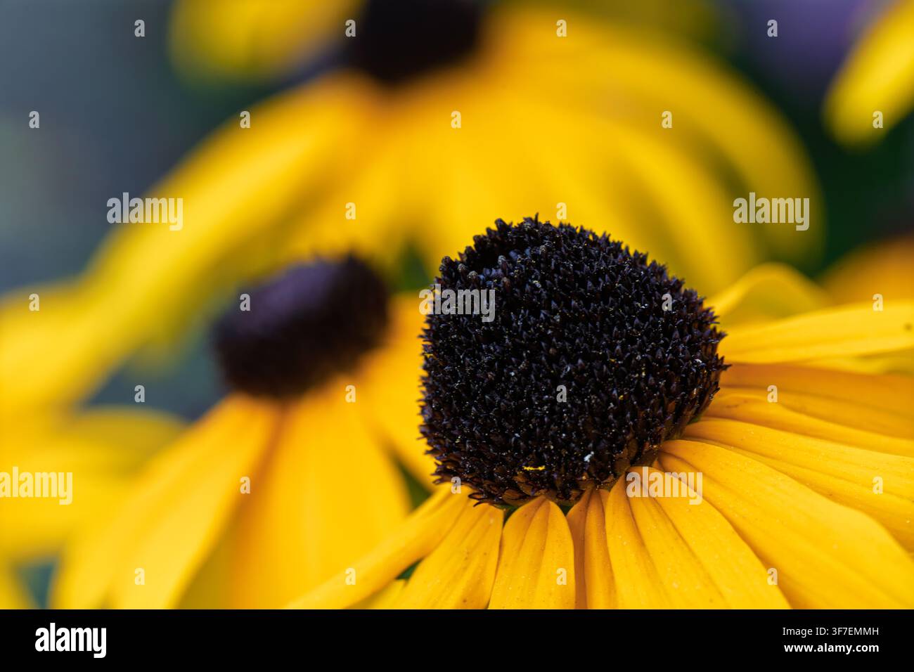 Nahaufnahme einer Schwarzäugigen Stiefmütterchen-Blume in einer hellen und fröhlichen Gartenumgebung im Freien mit lebhaften gelben Blütenblättern und Staubblättern, wobei der Fokus auf der Mitte liegt Stockfoto
